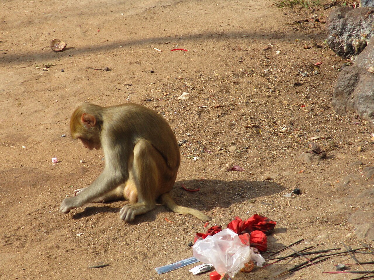 Tara Tarini Temple, where Breast Of Maa Sati Is Held To Have Fallen