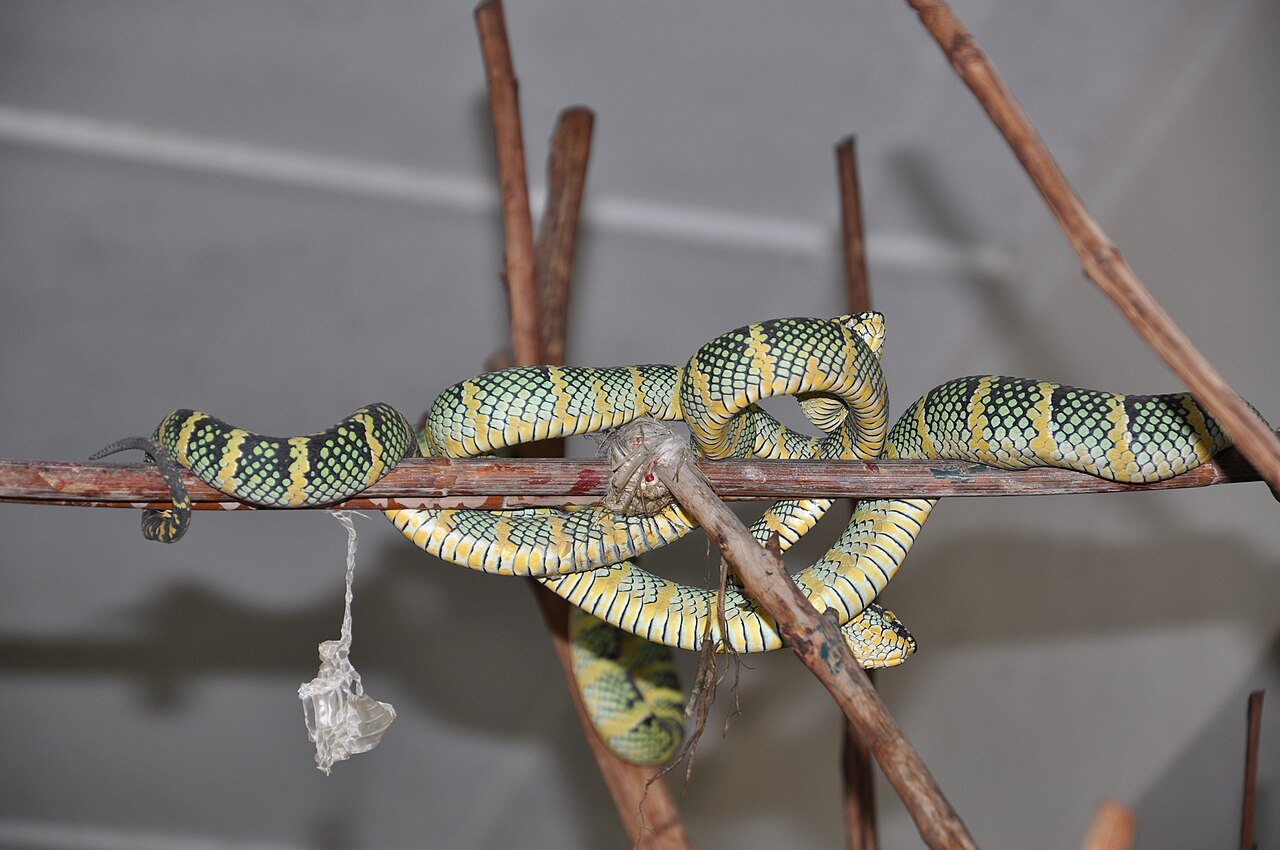 Snake Temple — image 5