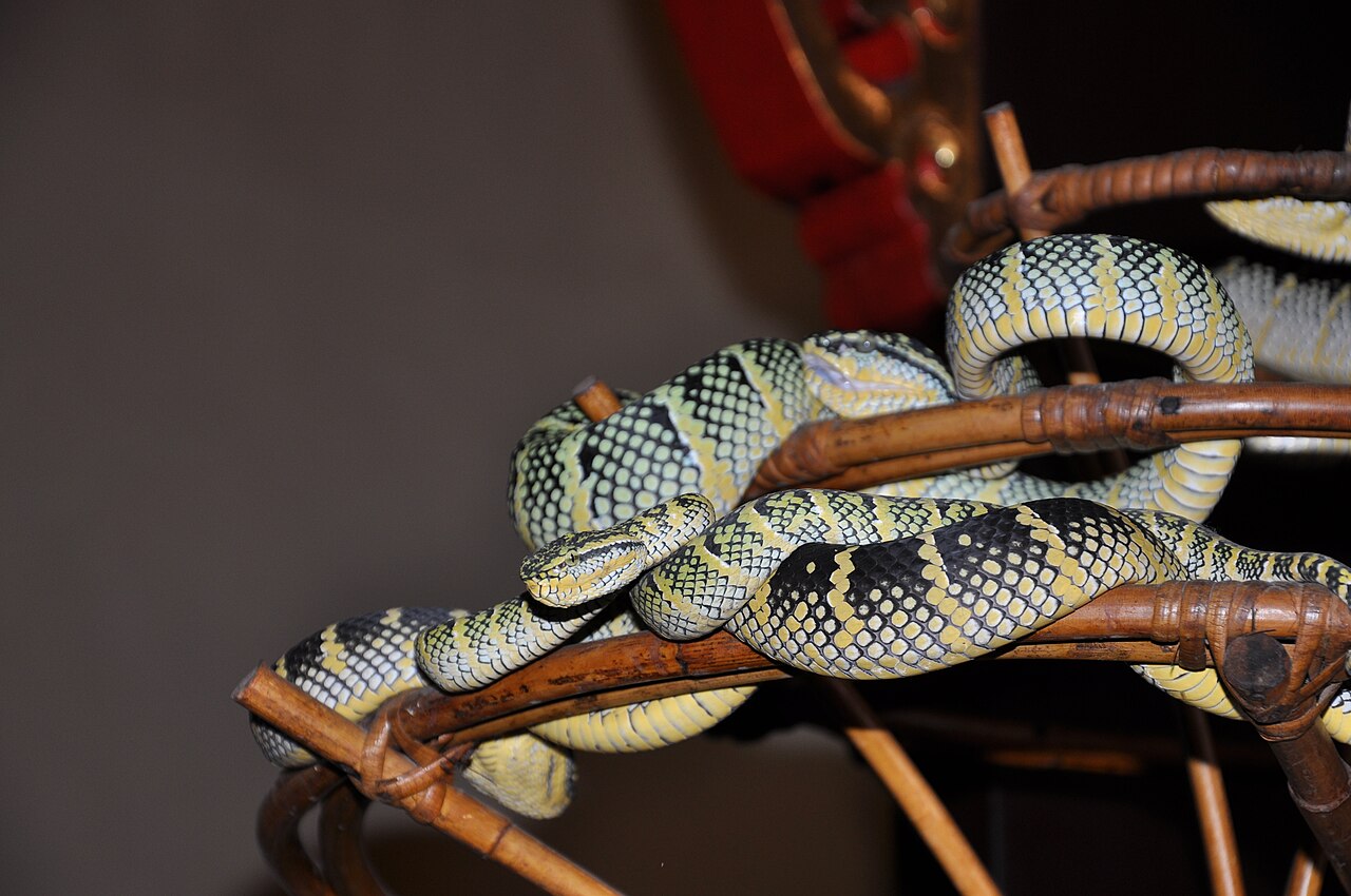 Snake Temple — image 4