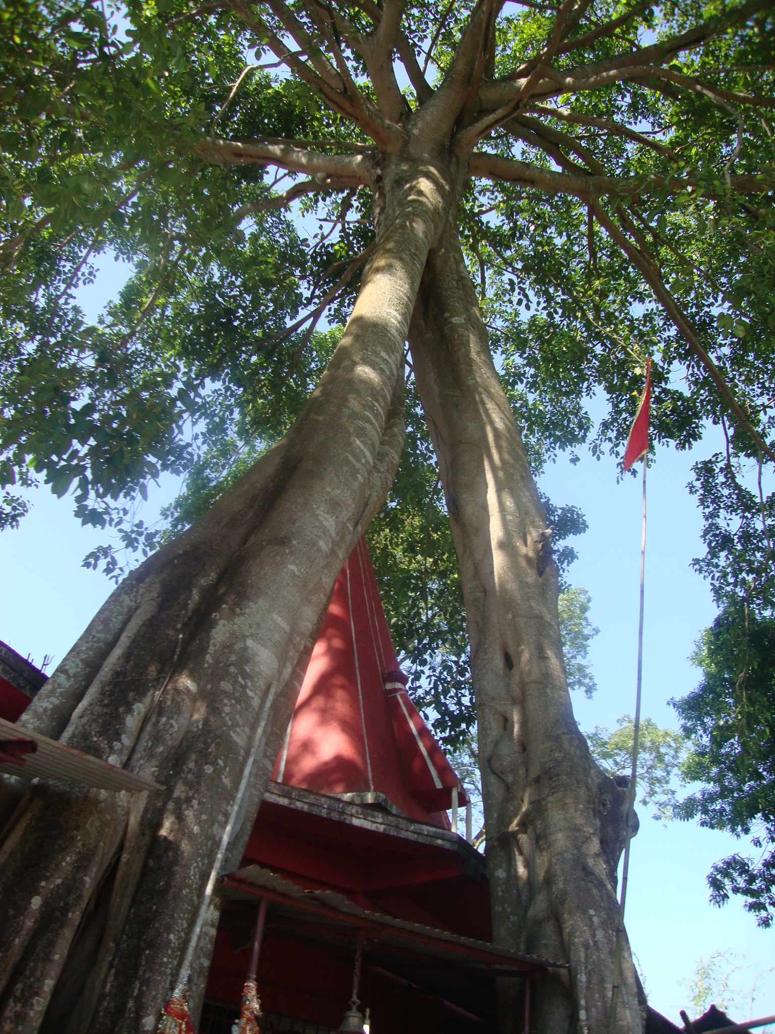 Trisrota Shakti Peeth (Maa Bhramari Devi Temple) — image 2
